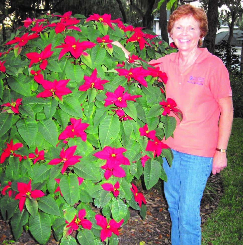 holiday-time-is-best-for-enjoying-the-poinsettia-plant-osprey-observer