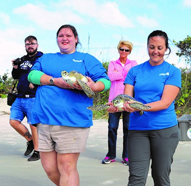 Two Sea Turtles Released From Florida Aquarium Apollo Beach Rehab ...