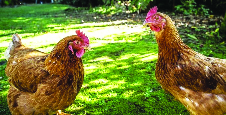 Land Code Revision Hearings Will Discuss HOA Rules To Allow Hens On ...