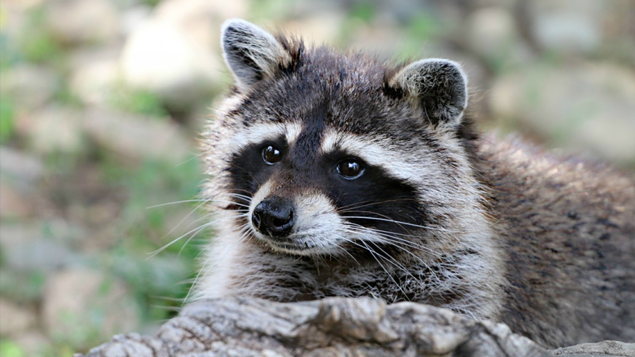 Florida Wildlife With Ali Raccoons Osprey Observer