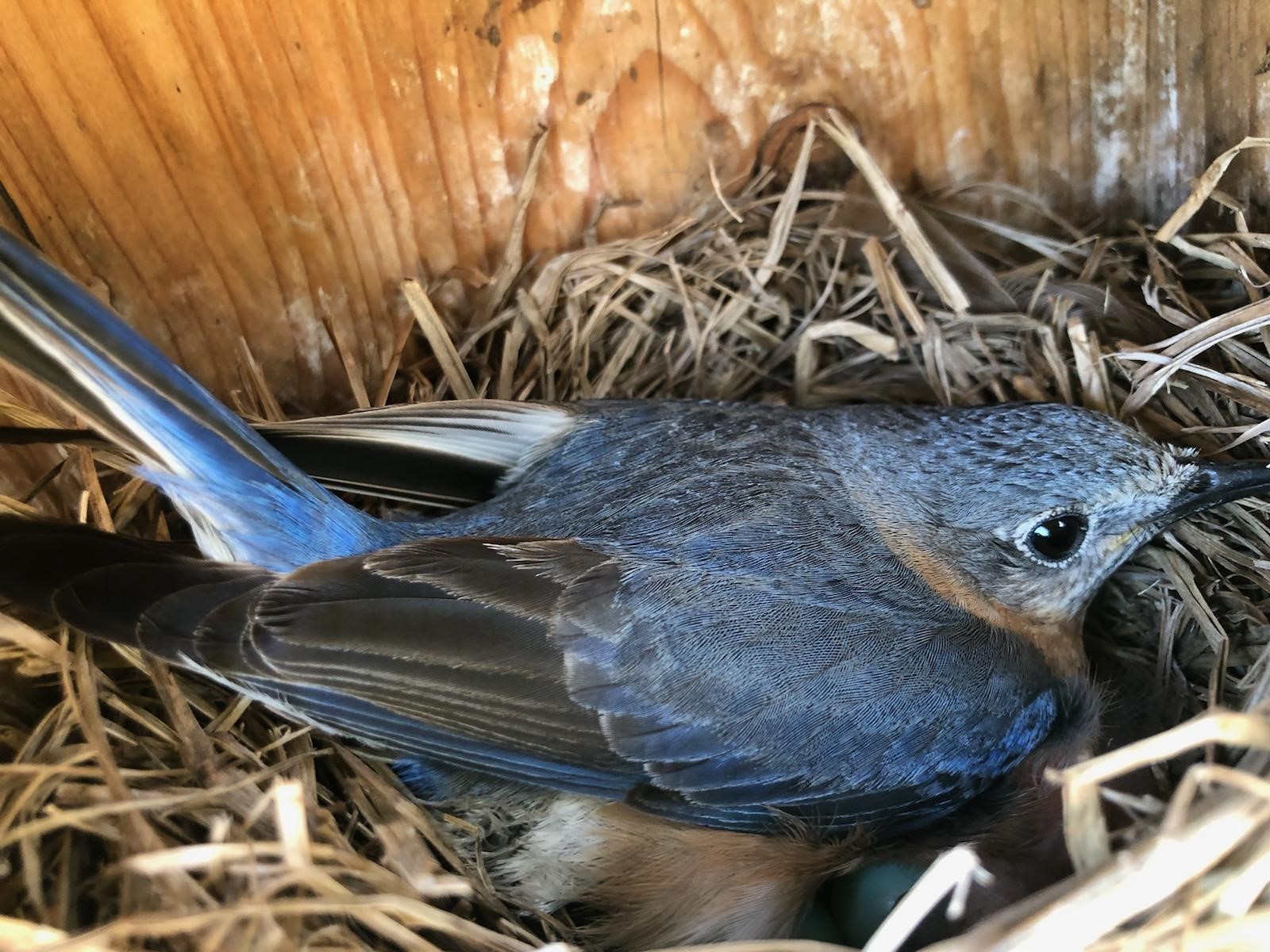 Sun City Center Audubon Club Monitors Nest Boxes To Help Save Local ...